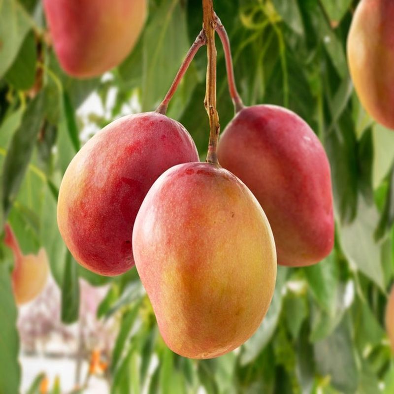 Dwarf Mango ‘Pickering’