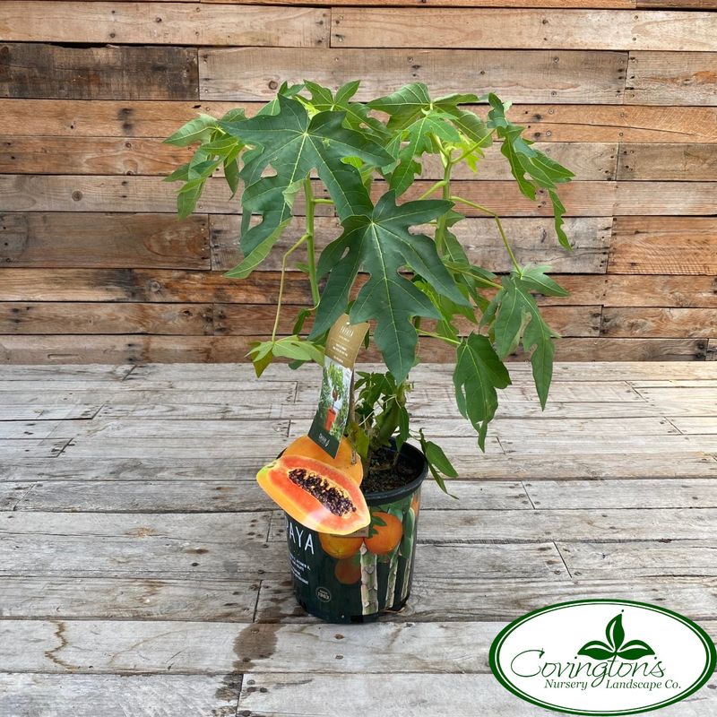 Dwarf Papaya ‘Red Lady’