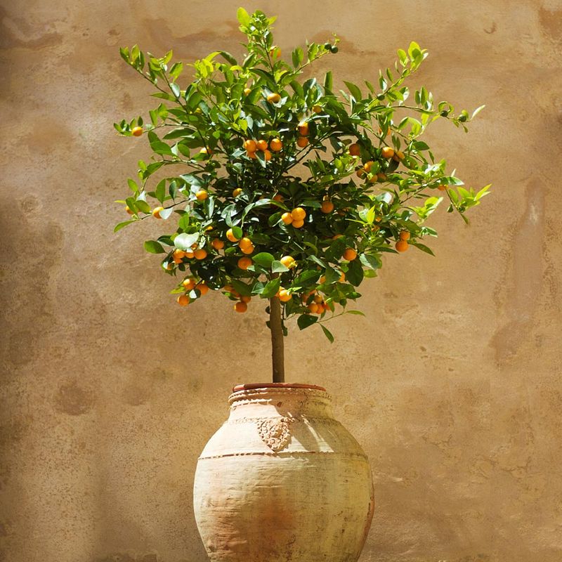 Dwarf Calamondin Orange