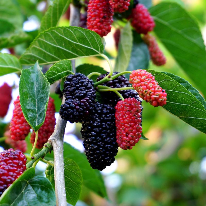 Dwarf Mulberry Tree