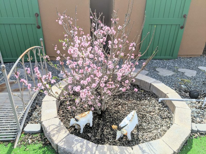 Dwarf Almond ‘Garden Prince’