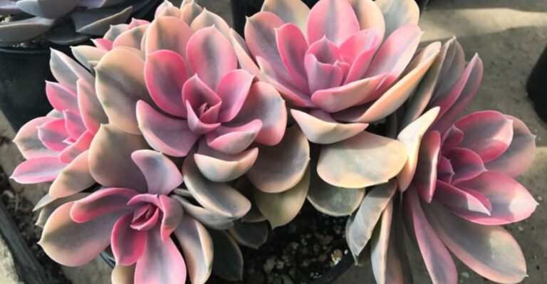 Echeveria ‘Rainbow’ – A Chameleon Among Succulents
