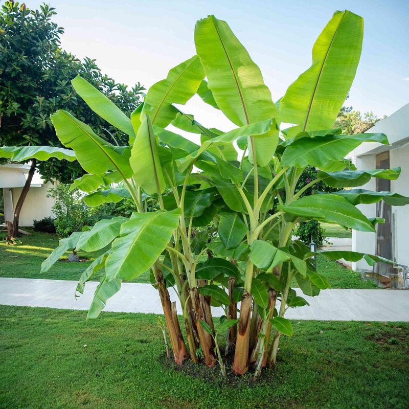 Banana Plant (Musa spp.)