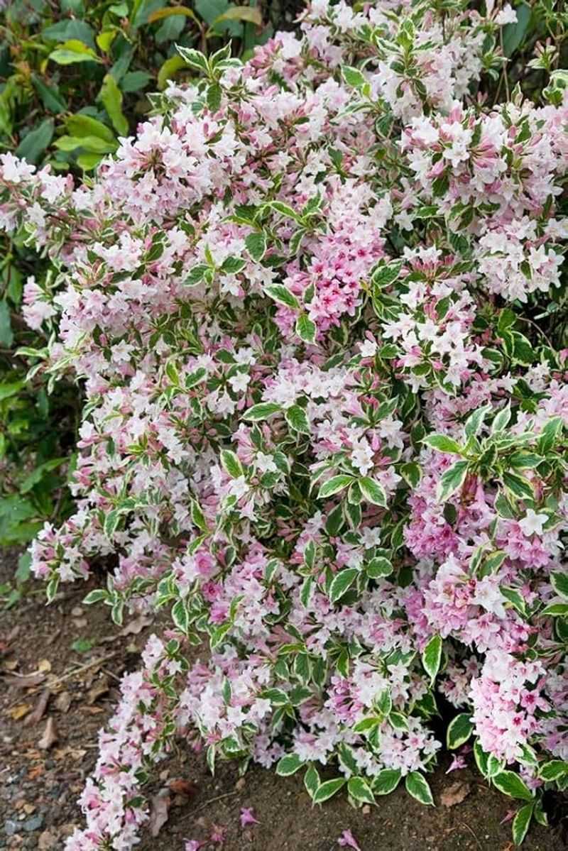 Weigela florida ‘Variegata’