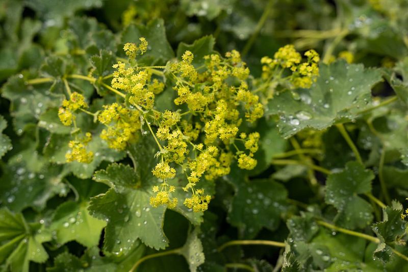 Lady’s Mantle (Alchemilla mollis)