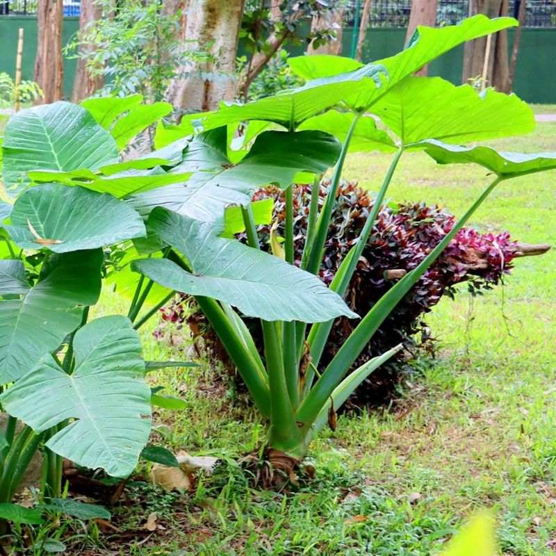 Taro (Colocasia esculenta)