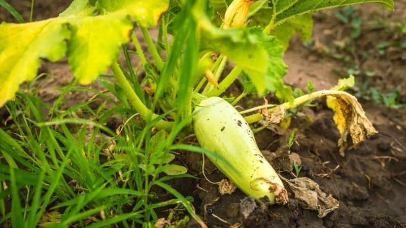 What NOT to Do – Avoid Over-Fertilization