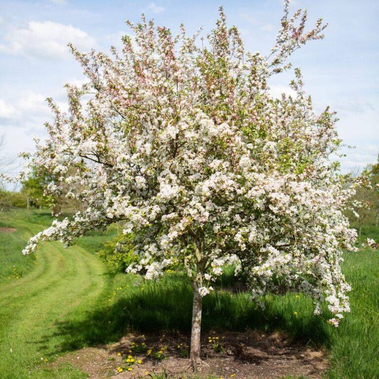 How Crabapple Trees Could Ruin Your Entire Garden Discovered Today