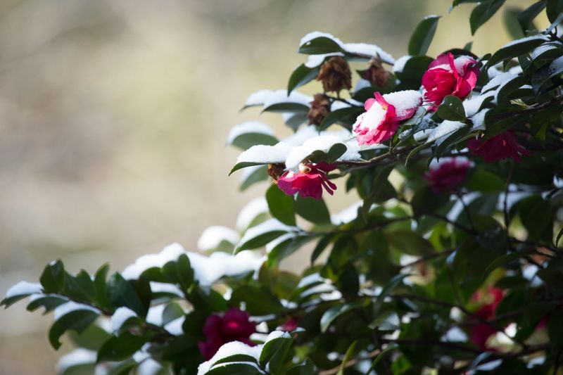 Camellia (Camellia japonica or sasanqua)