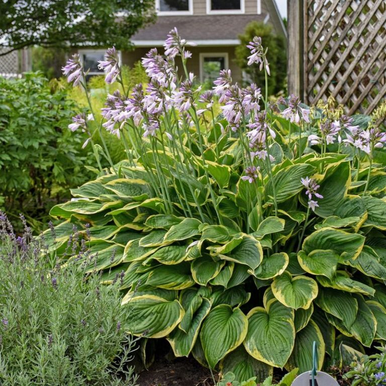 35 Partial Shade-Loving Plants That Will Transform the Dim Corners of ...