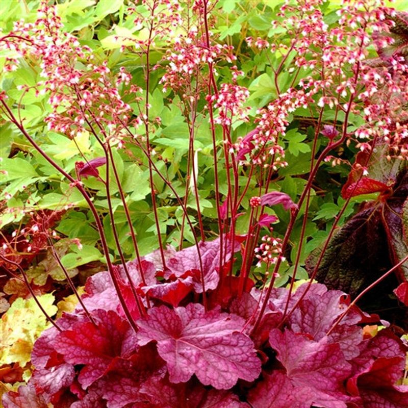Heuchera (Coral Bells)