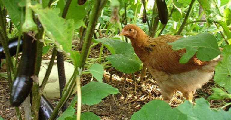 From Coop to Crop: The Right Way to Use Chicken Manure in Your Garden