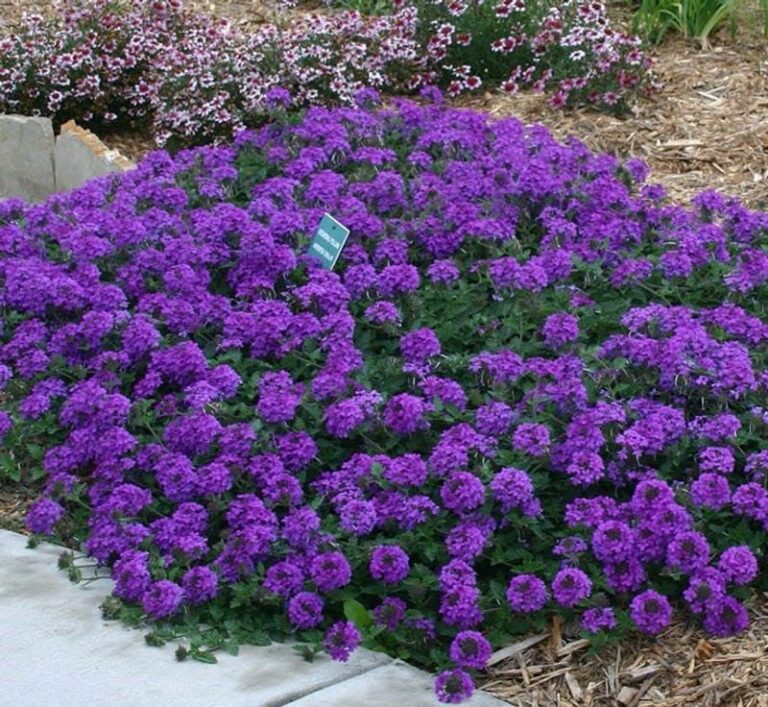 24 Beginner-Friendly Flowers Anyone Can Grow with Ease - Complete Gardening