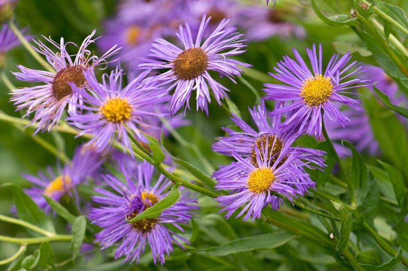 Asters