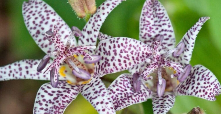 Gardeners Are Obsessed With This Secret Hummingbird Magnet — Meet the Toad Lily