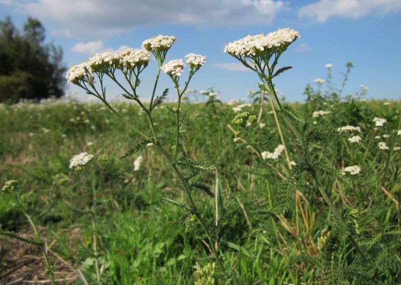Yarrow
