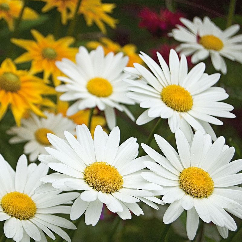 Shasta Daisy (Leucanthemum)