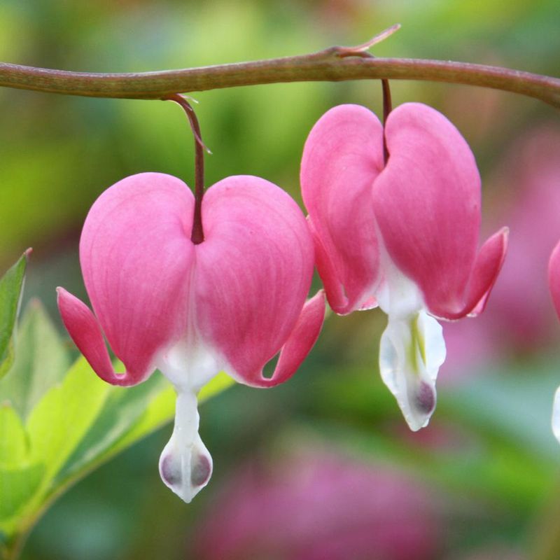 Bleeding Heart (Dicentra)