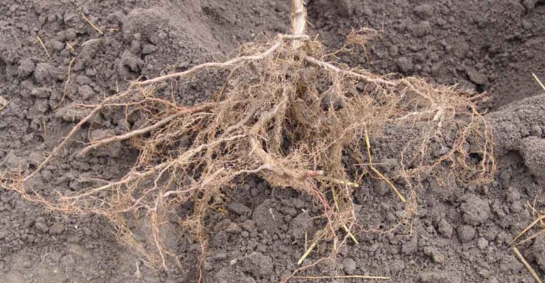 Go Bare to Grow Big: The Magic of Bare Root Trees