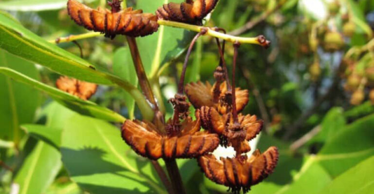 Gone for Good: Extinct Flowers and the Ones We’re About to Lose