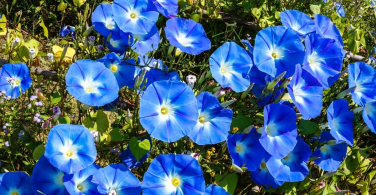 Grow Gorgeous Morning Glories Every Time – Here’s How!