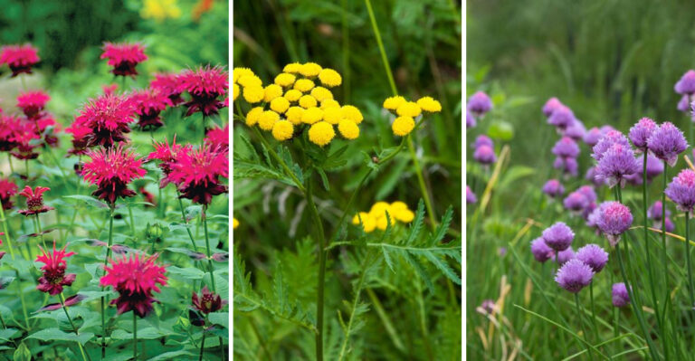 Grow These 20 Plants Next to Your Raspberries—Your Berries Will Thank You!