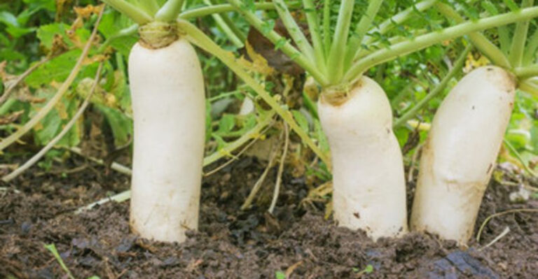 Grow Your Own Daikon Radish – No Green Thumb Required!