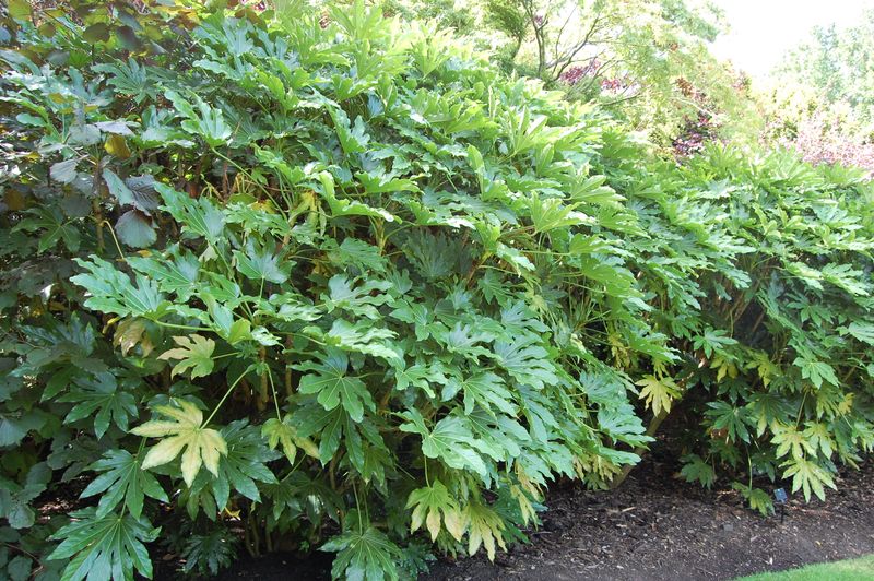 Fatsia japonica