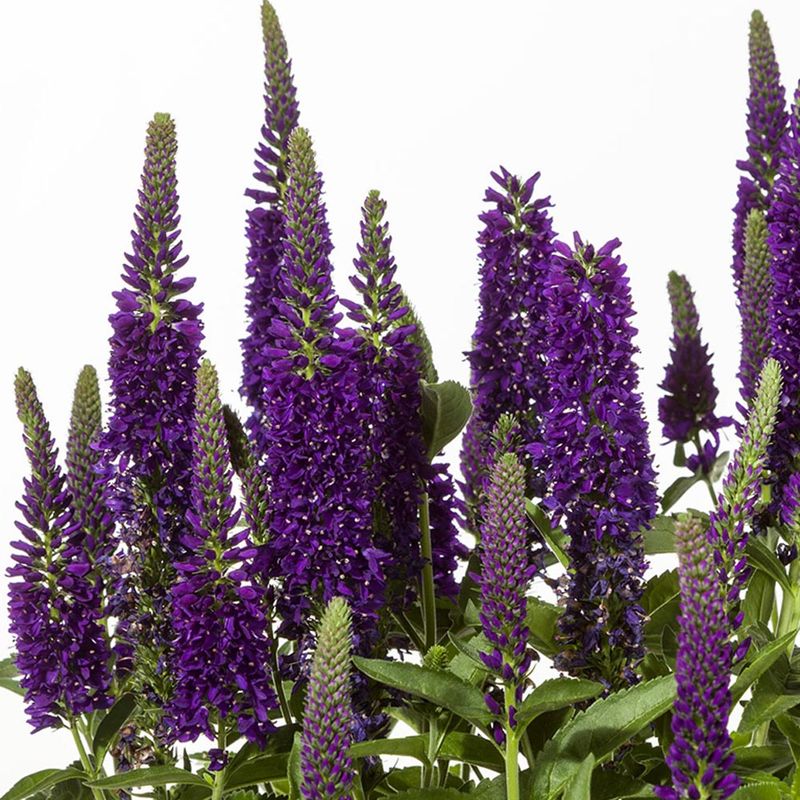 Veronica (Speedwell)