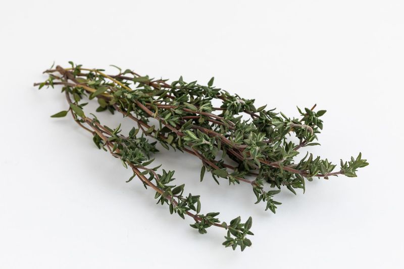 Thyme