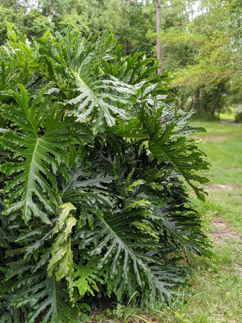 Philodendron (Tree varieties like Philodendron selloum)