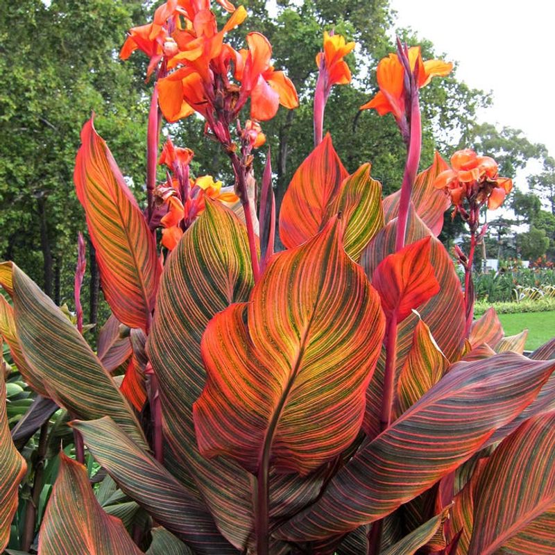 Canna Lilies