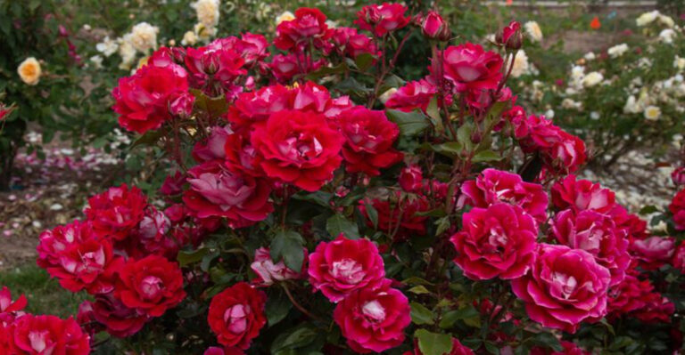 How to Create a Stunning Rose Garden: Planting Tips & Care Secrets Revealed!