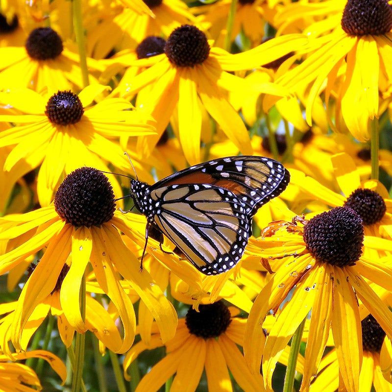 Black-Eyed Susans (Rudbeckia)