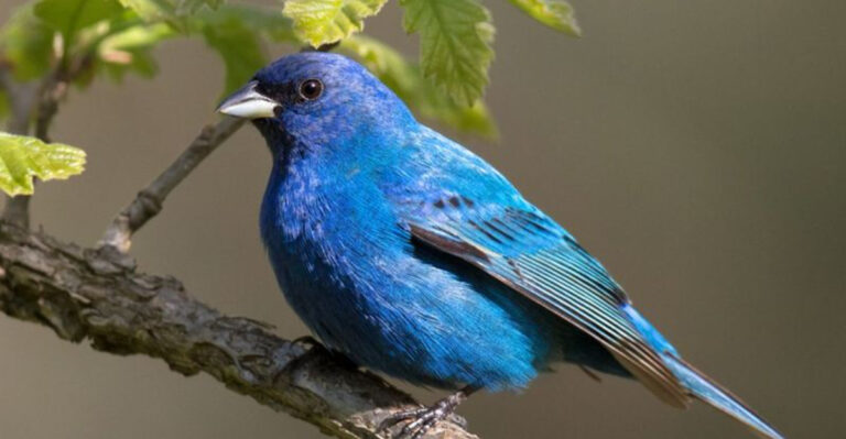 15 Beautiful Birds That Prove Your Garden Is a Wildlife Haven