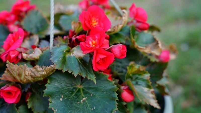 Begonias (wax and tuberous)