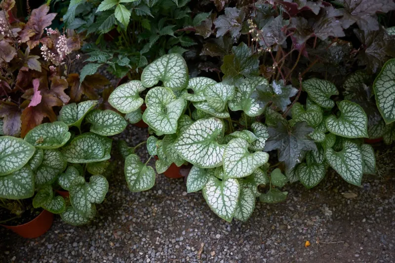 Hostas → Brunnera or Heuchera (Coral Bells)