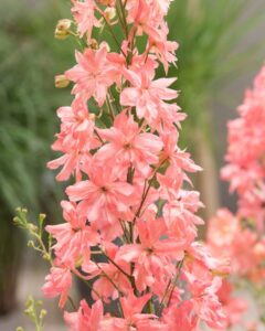 18 Gorgeous Perennial Delphinium Varieties Worth Growing - Complete ...