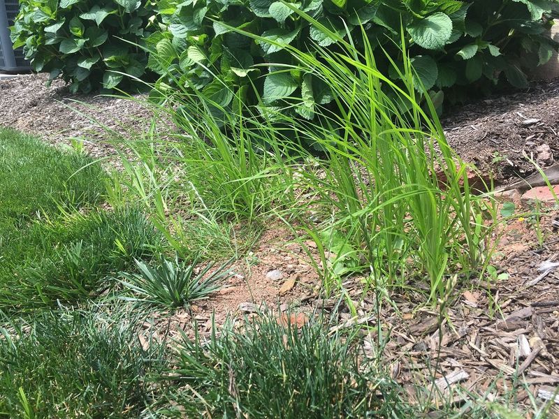 It Doesn’t Eliminate Weeds—Just Slows Them