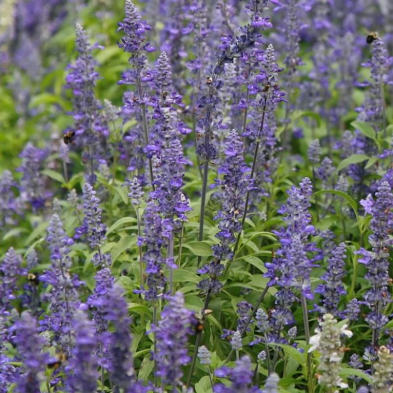 Salvia
