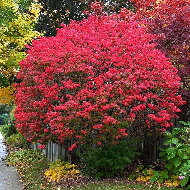 Burning Bush (Avoid)