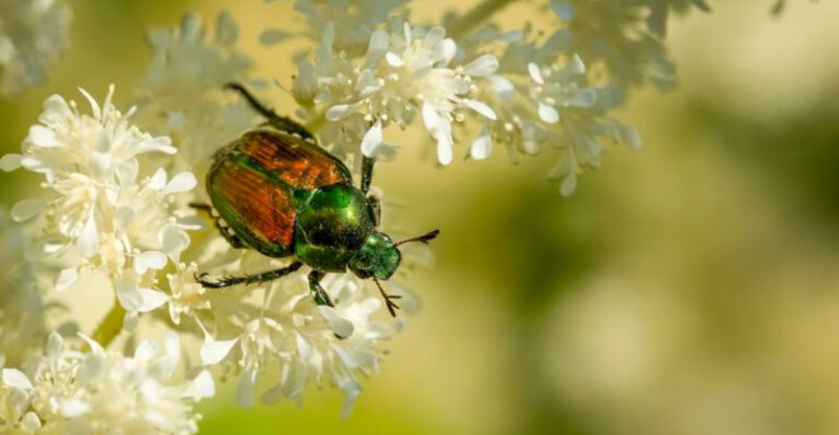 Japanese Beetles Are Destroying Gardens—Use These 11 Tricks to Stop Them Cold!