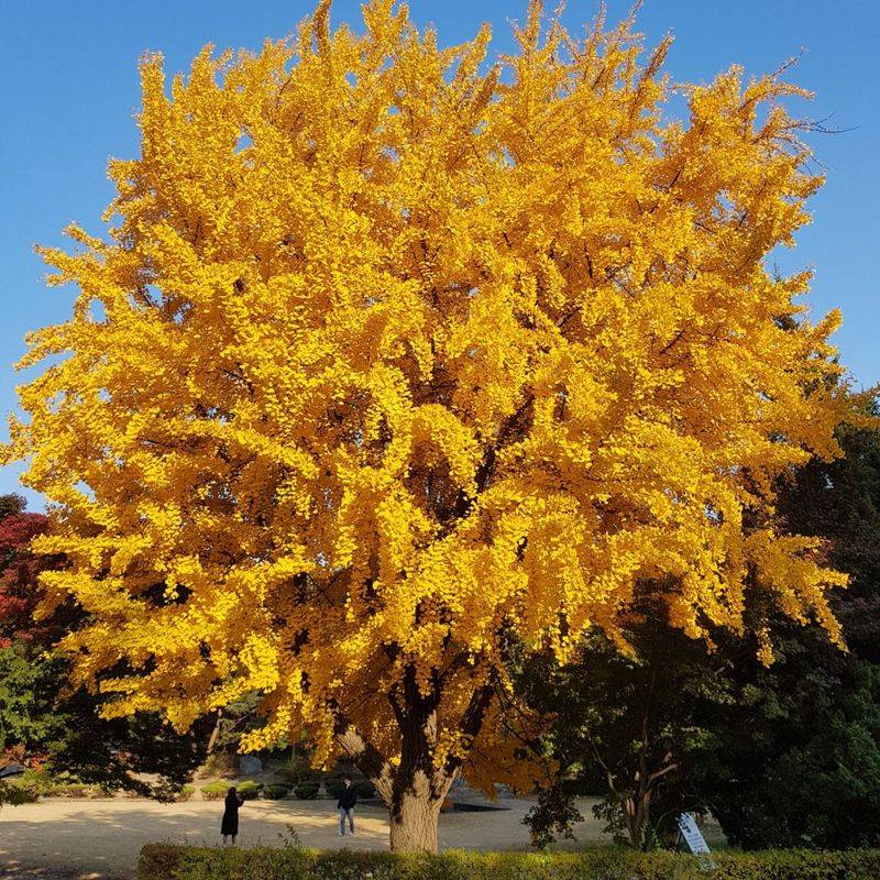 Ginkgo Biloba