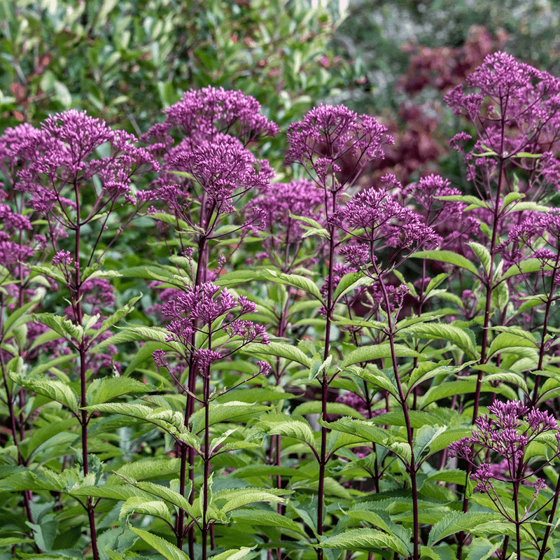 Joe-Pye Weed