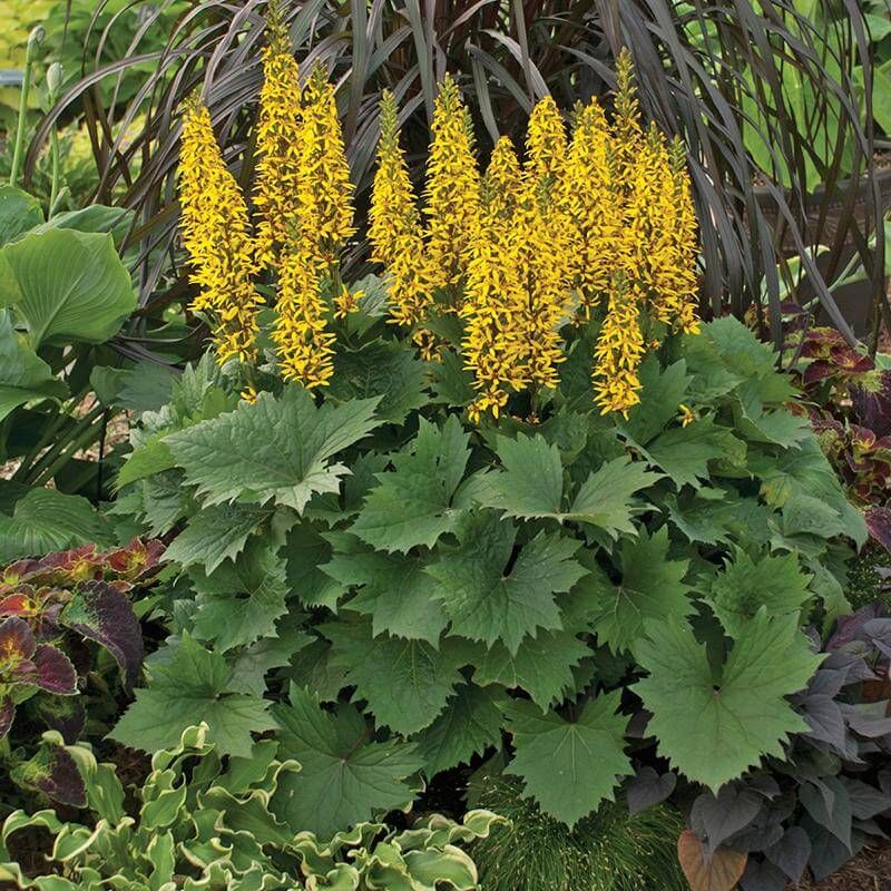 Ligularia