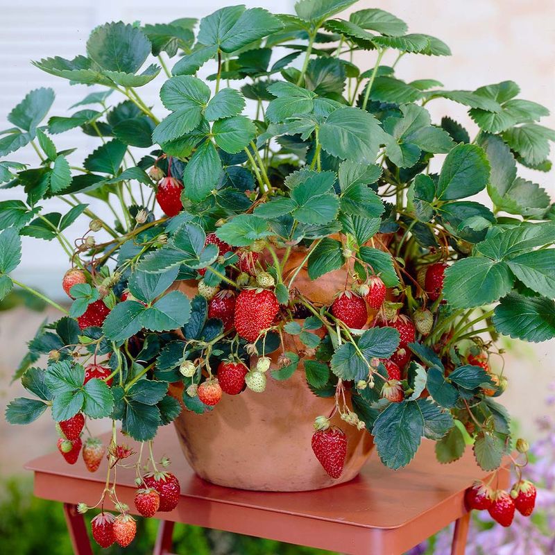 Everbearing Strawberries