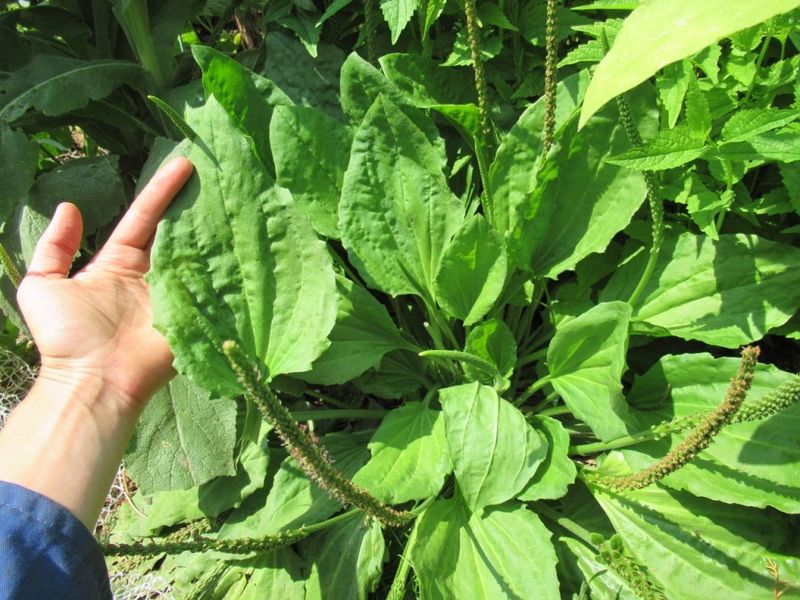 Plantain (Broadleaf and Narrowleaf)