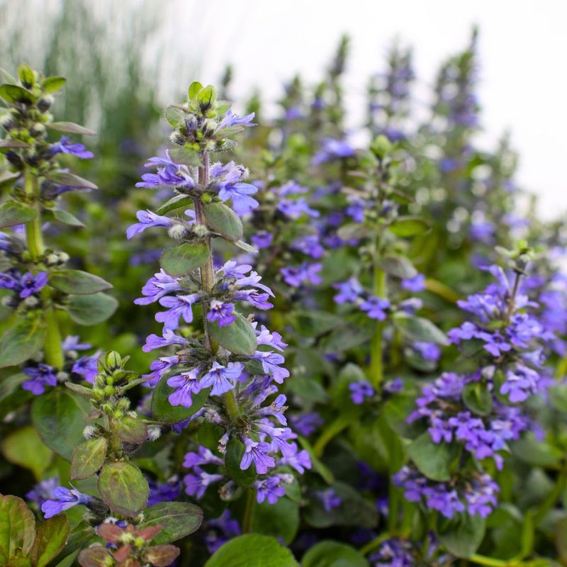Ajuga (Bugleweed)