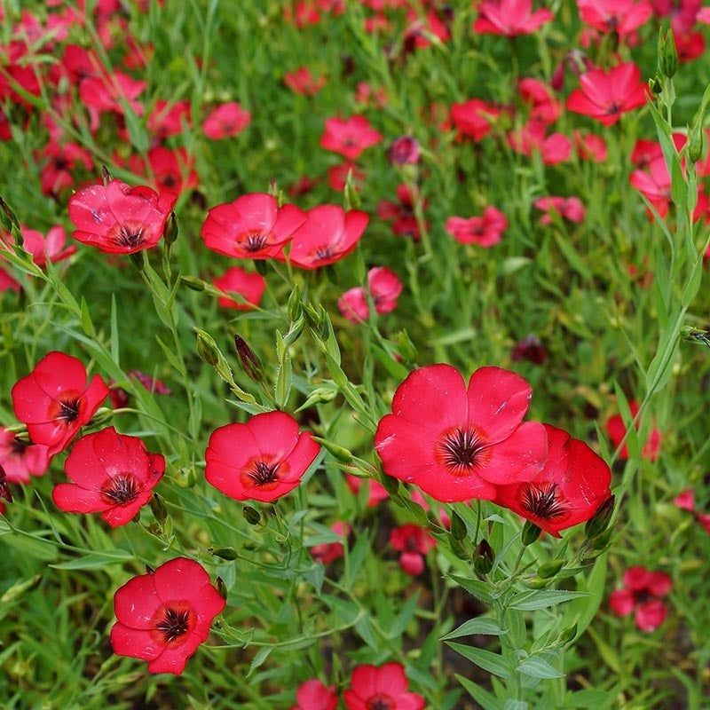 Linum grandiflorum (Scarlet Flax)