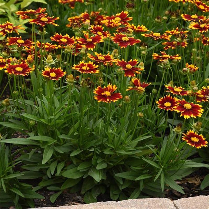 Coreopsis (Tickseed)